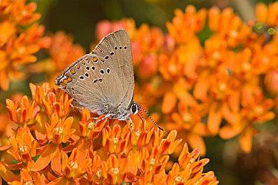 《辐射：伦敦》将是《辐射4》的锦上添花 开发团队想开发一个完整游戏